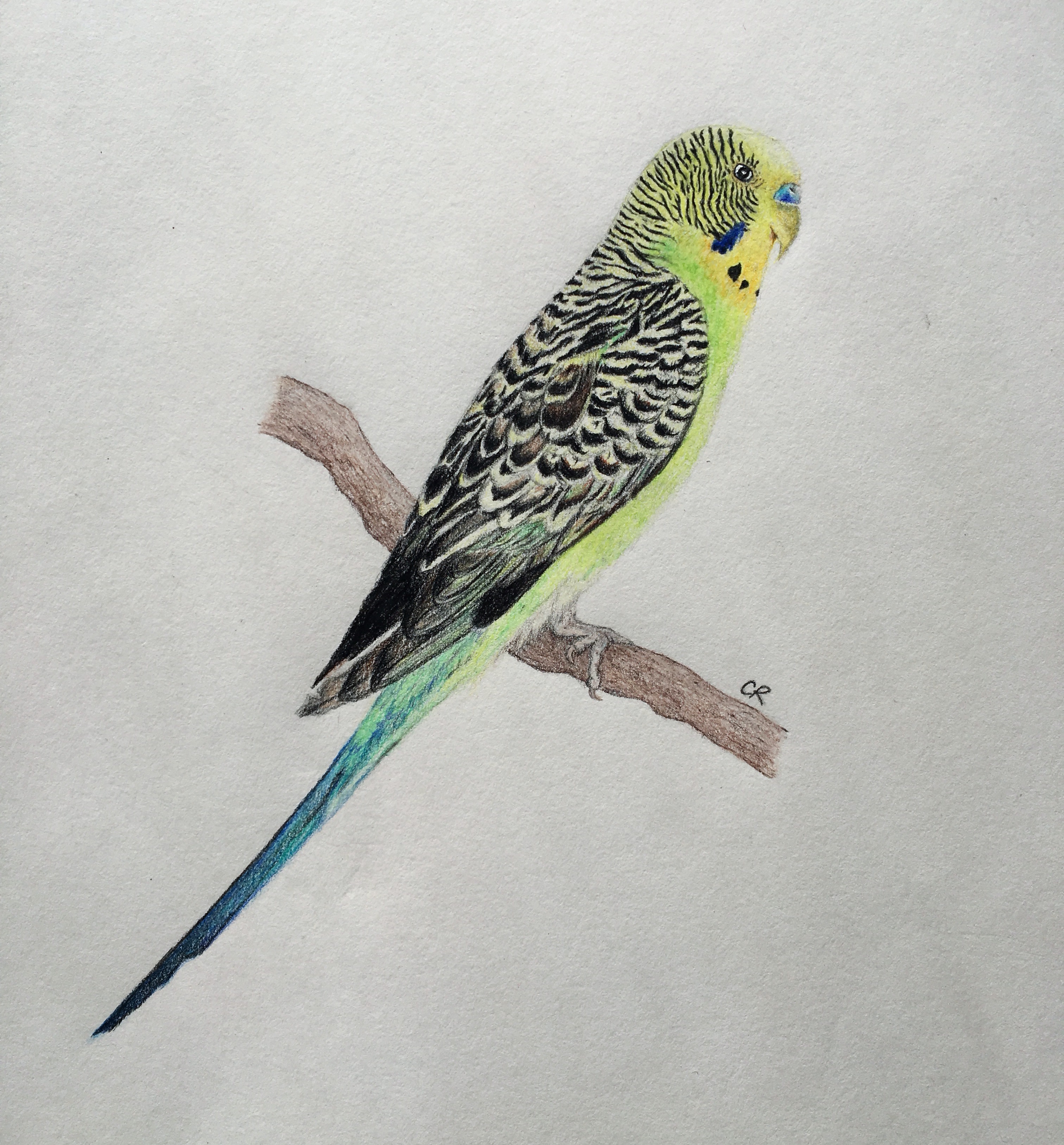 Bird drawing