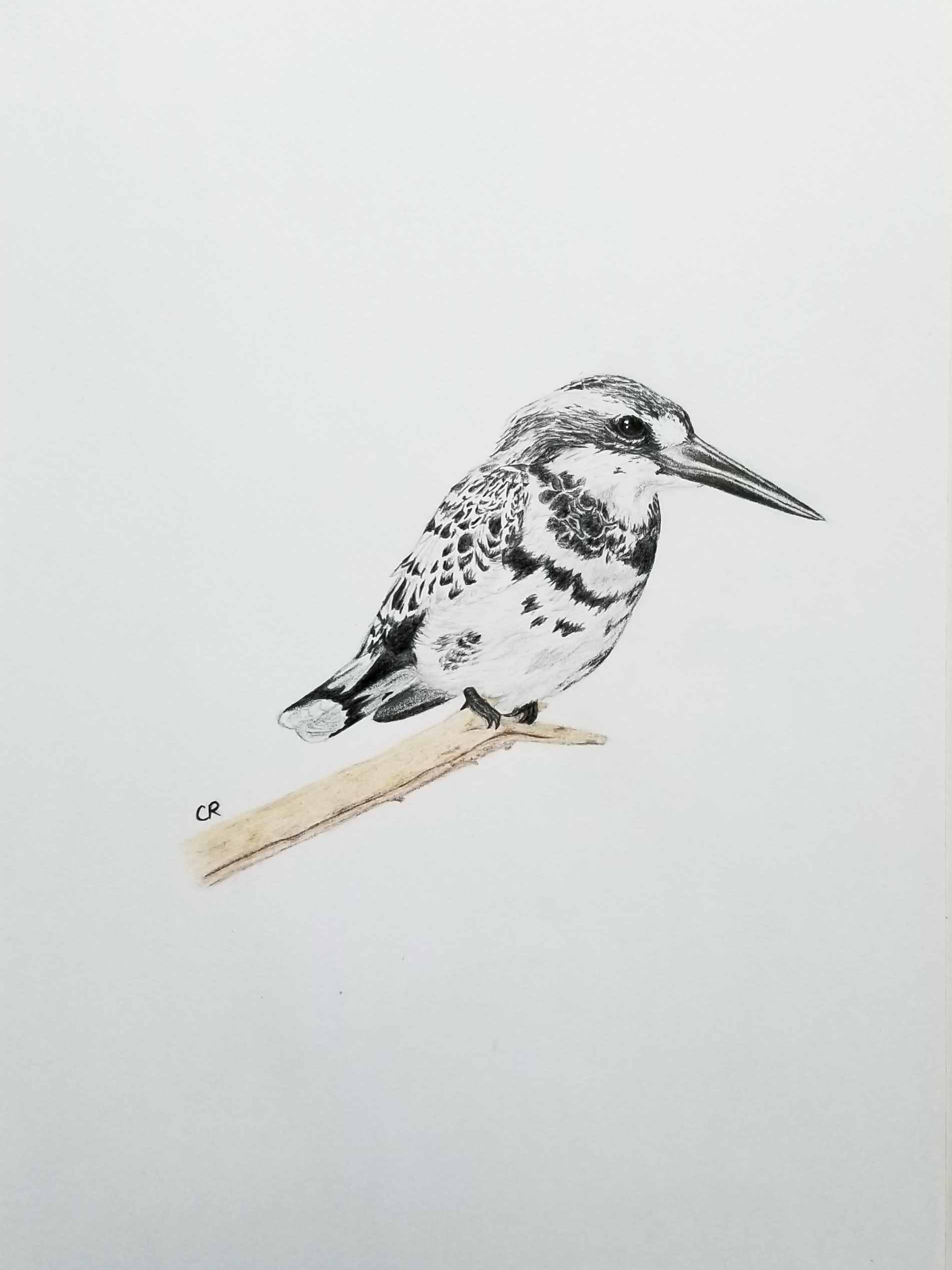 Bird drawing