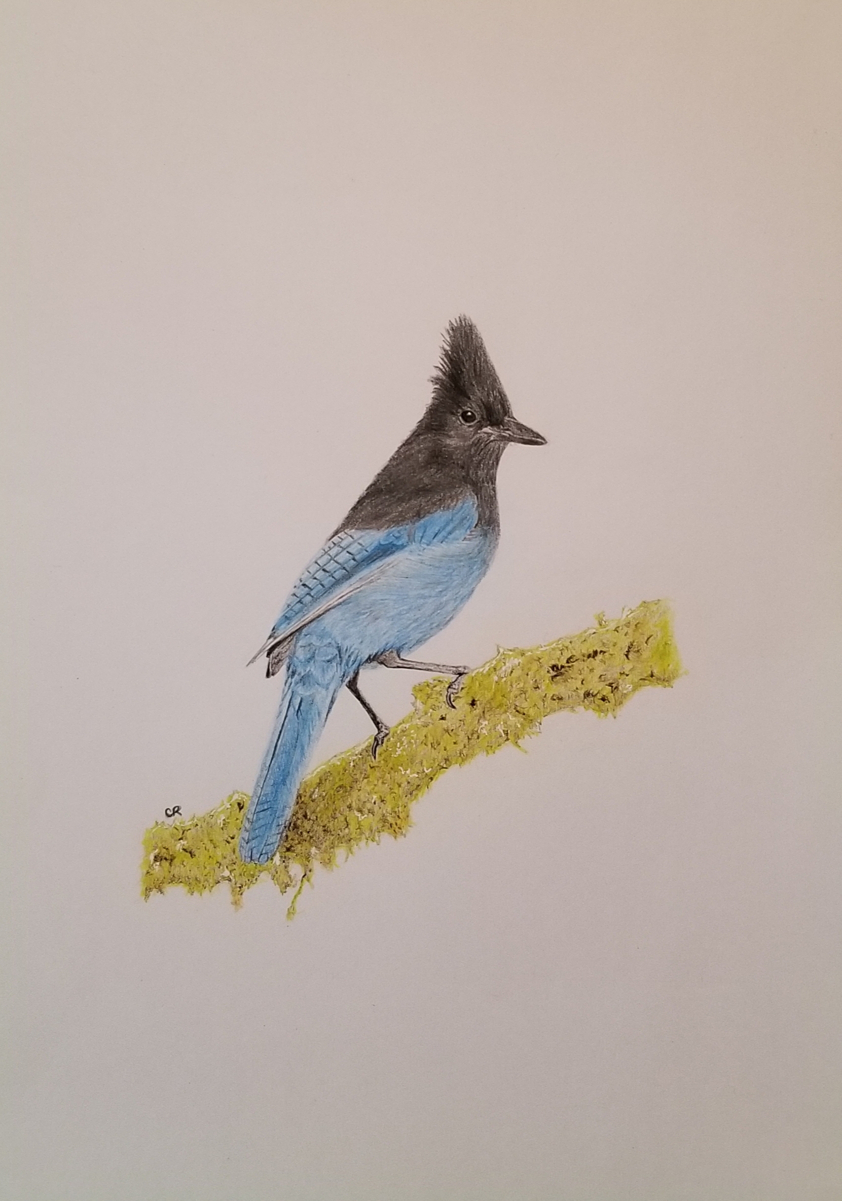 Bird drawing