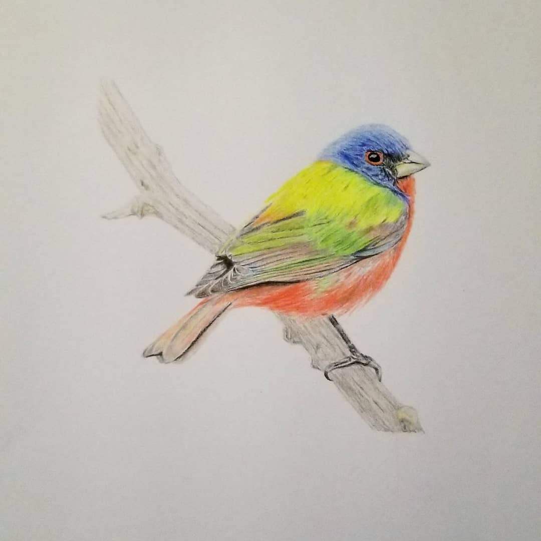 Bird drawing